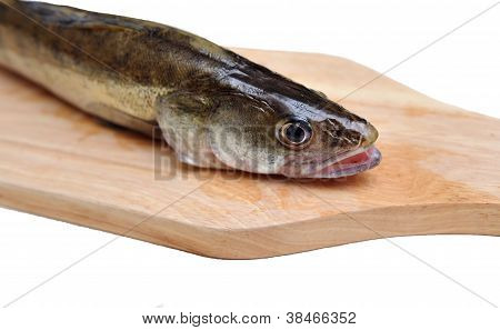 Frisk fisk om bord