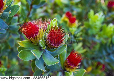 Red Yellow Flowers Plants Fynbos Ericas In The Kirstenbosch National Botanical Garden, Cape Town, So