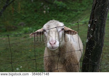 A Herd Of White Sheep Grazes On A Fenced Pasture