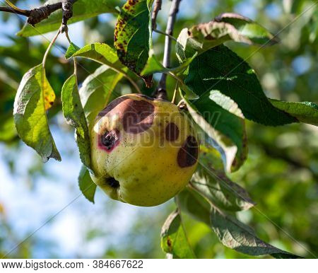 Infected Apples Grow On A Tree Branch In The Orchard