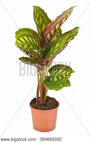 Tropical 'calathea Flamestar' House Plant With Leaves Raised During Nighttime With Beautiful Striped