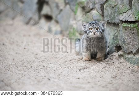 Pallas's Cat  (otocolobus Manul). Manul Is Living In The Grasslands And Montane Steppes Of Central A