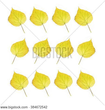 Yellow Leaves Set On White Background, Abstract Texture