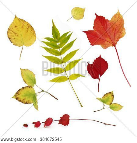 Autumn Leaves Set On White Background, Abstract Texture