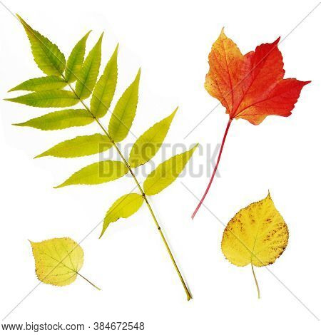 Autumn Leaves Set On White Background, Abstract Texture