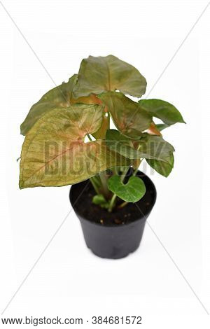 Tropical 'syngonium Podophyllum Bronze Maria' Houseplant With Red And Green Arrow Shaped Leaves In F