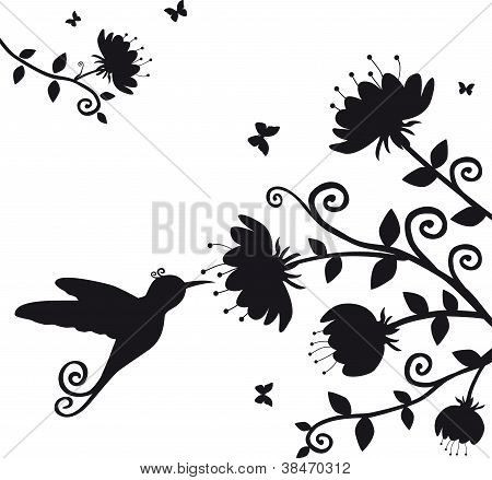 Kolibri