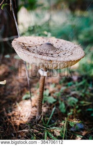 The Parasol Mushroom Macrolepiota Procera Or Lepiota Procera Found In A Pine Wood. Mushrooms Growing
