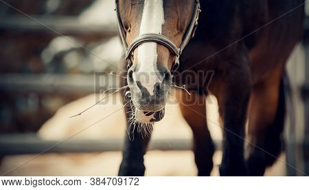 Nose Horse In A Halter. Sporty Stallion Brown Color In A Halter In The Levada. Portrait Of A Young S