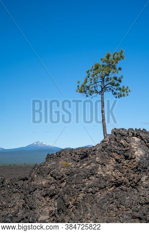 Lone Tree Grows Out Of The Lava Flow In Newberry Volcano National Monument, Mt Bachelor In Backgroun