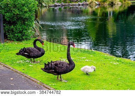 Black Swans And Chicks. Western Springs, Aukland, New Zealand.