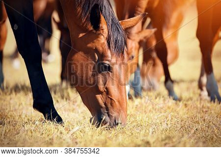 A Herd Of Sporting Horses Grazing On The Field.  Muzzles Of Grazing Horses Close-up. Horses Grazing 