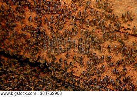 Eunapolis, Bahia / Brazil - May 8, 2009: Bees Are Seen In An Apiary Hive In The City Of Eunapolis, I