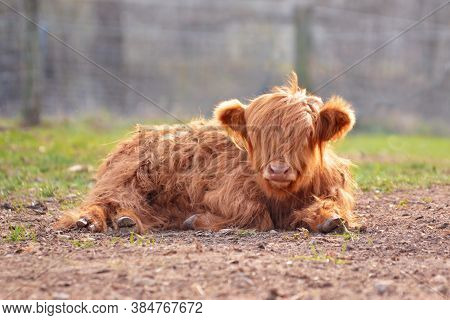 Cute Young Scottish Highland Cattle Calf With Light Brown Long And Scraggy Fur Lying On Ground