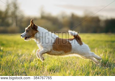 The Dog Is Running On The Field. Active Jack Russell Terrier. Pet In Motion. Sunset