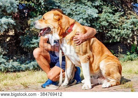A Portrait Of An Alabay Sitting In A Park, Dogs Of This Breed Do An Excellent Job With The Guard And