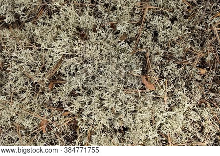 Light Blue Moss Close-up In Full Frame, Background Of Moss.
