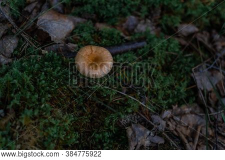 Light Orange Round Mushroom Toadstool Grows In The Forest Among Green Moss, Grass And Brown Leaves