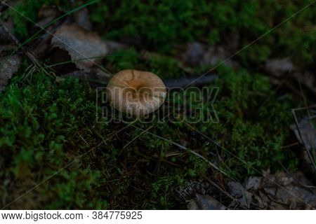 Light Brown Orange Ginger Round Mushroom Toadstool Grows In The Forest Among Green Moss, Grass And B