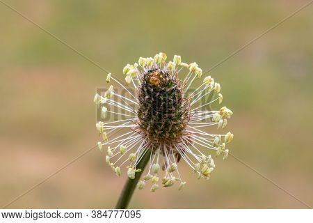 Narrowleaf Plantain (plantago Lanceollata)