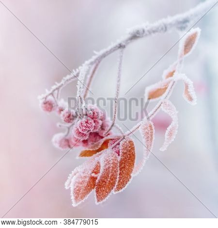 Frost-covered Branch Of Mountain Ash With Red Berries