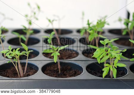 Small Tomato Sprouts Grown At Home On A Windowsill For Planting In The Soil