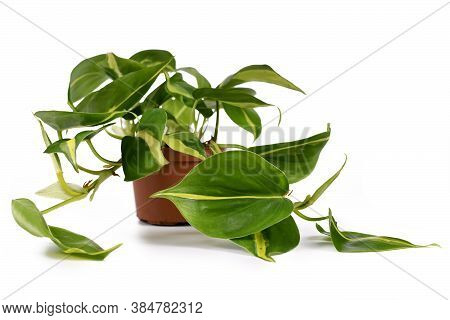 'philodendron Hederaceum Scandens Brasil' Tropical Creeper House Plant With Yellow Stripes In Flower