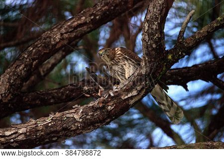 Juvenile Light Morph Red-tailed Hawk Buteo Jamaicensis Eats A Blue Jay