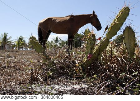 Conde, Bahia / Brazil - March 23, 2011: Animal Is Seen In Dry Pasture Due To Lack Of Rain In The Cit