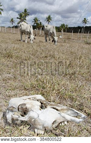 Conde, Bahia / Brazil - March 23, 2011: Animal Bone Is Seen In Dry Pasture Due To Lack Of Rain In Th