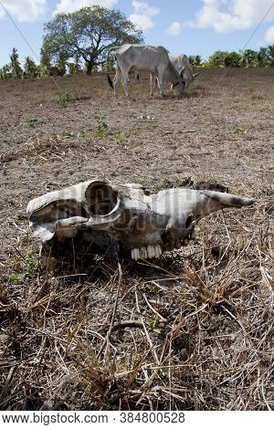Conde, Bahia / Brazil - March 23, 2011: Animal Bone Is Seen In Dry Pasture Due To Lack Of Rain In Th