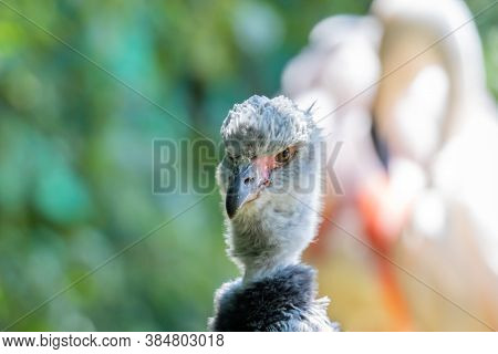 Southern Screamer (chauna Torquata) Close Up Portrait