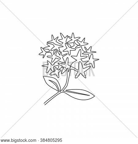 One Single Line Drawing Of Beauty Fresh Flowering Plants For Garden Logo. Printable Decorative Ixora