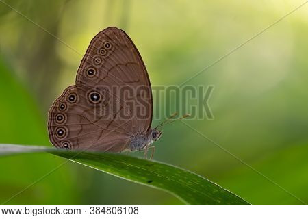 Appalachian Brown Or Appalachian Eyed Brown (lethe Appalachia) Delicately Perched On A Cane Leaf. Ra