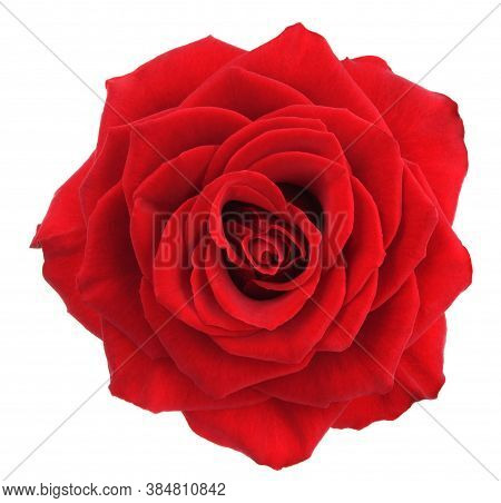 Rose Flower Background. Colorful Roses Flower Pattern. Roses Flower Bouquet. Garden Rose. Red Rose.