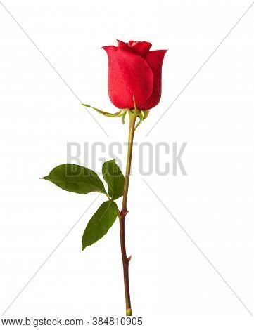 Rose Flower Background. Colorful Roses Flower Pattern. Roses Flower Bouquet. Garden Rose. Red Rose.