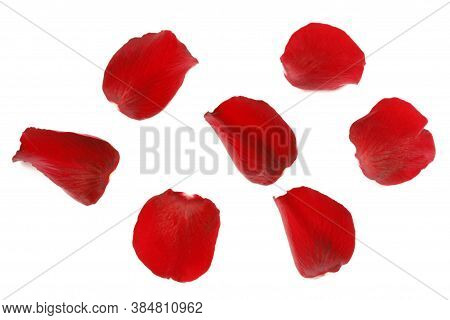 Rose Flower Background. Colorful Roses Flower Pattern. Roses Flower Bouquet. Garden Rose. Red Rose.