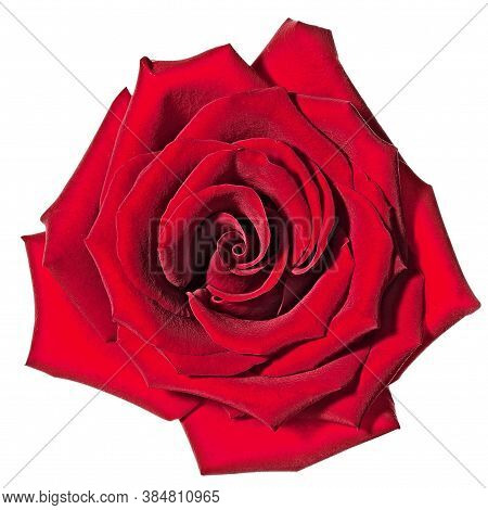 Rose Flower Background. Colorful Roses Flower Pattern. Roses Flower Bouquet. Garden Rose. Red Rose.