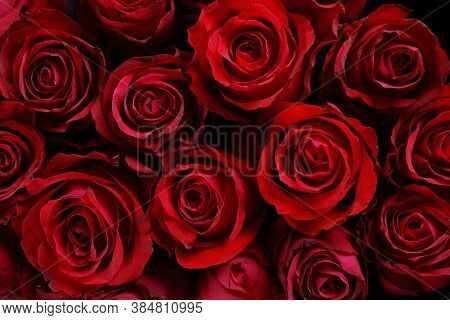 Rose Flower Background. Colorful Roses Flower Pattern. Roses Flower Bouquet. Garden Rose. Red Rose.
