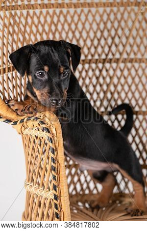 A Portrait Of A Cute Jack Russel Terrier Puppy, Standing On Hind Legs On A Rattan Chair, Isolated On