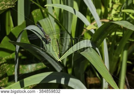 Black, Deep Blue Dragonfly, Libellula Quadrimaculata, Resting On A Young Blossom Against A Blurry Gr