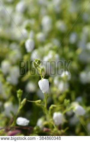 St Dabeocs Heath White Flowers - Latin Name - Daboecia Cantabrica Alba