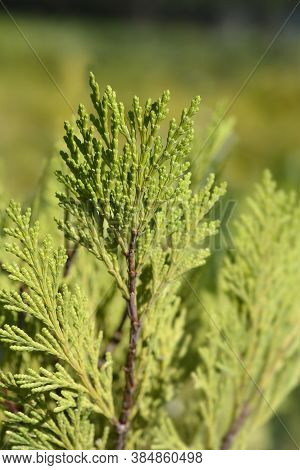 Incense Cedar Pillar - Latin Name - Calocedrus Decurrens Pillar