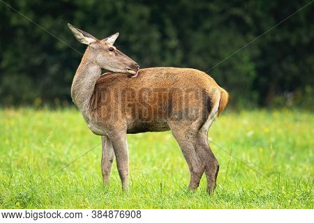 Red Deer Hind Licking Fur On Meadow In Autumn Nature.