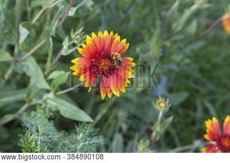 On A Summer Day, The Bee Collects Nectar From Rudbekija Flowers And Carries Pollen.