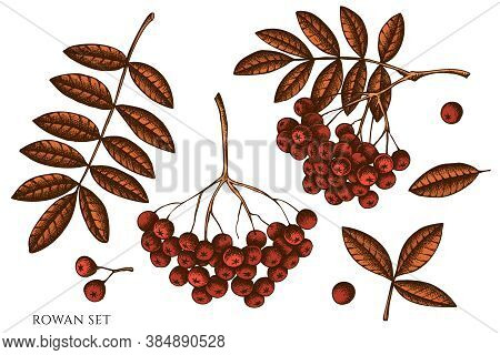Vector Set Of Hand Drawn Colored Rowan Stock Illustration