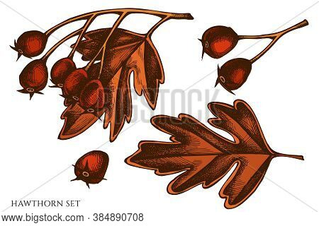 Vector Set Of Hand Drawn Colored Hawthorn Stock Illustration