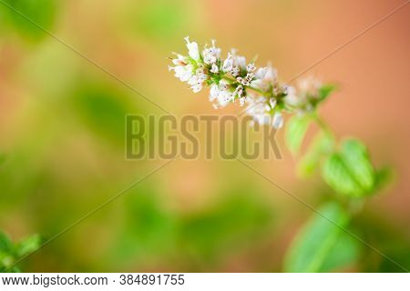 Mint Flower Green Background White Edible Plant Natural