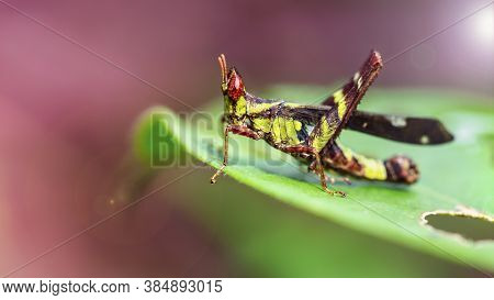 Rare Yellow And Black Locust With Big Red Eyes, Resting On A Leaf. He Can Jump Far With Its Powerful