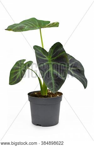 Exotic 'colocasia Esculenta Aloha' Garden- Or Houseplant With Dark Green And Almost Black Leaves In 